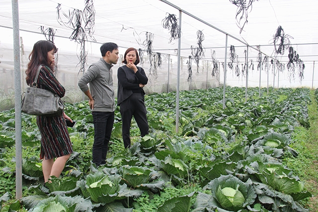 Trồng bắp cải theo tiêu chuẩn GlobalGAP tại Hà Nam để xuất khẩu sang Nhật Bản (Ảnh: Phạm Duy)