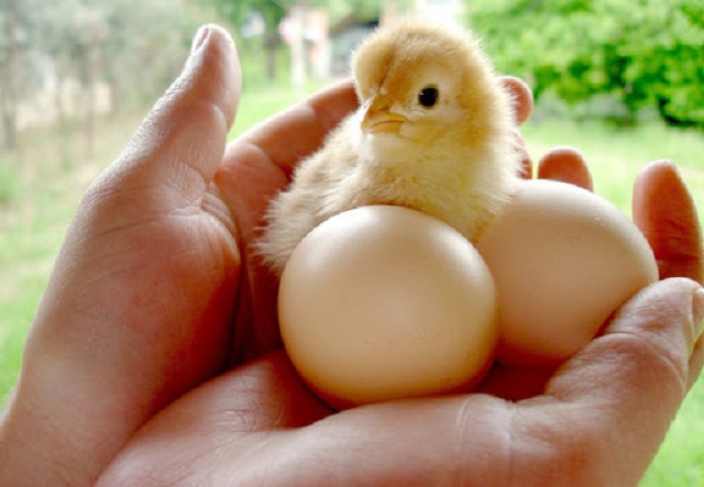 Thoa Tuyết là mô hình THT hoạt động hiệu quả tại Thái Bình (Ảnh: TL)