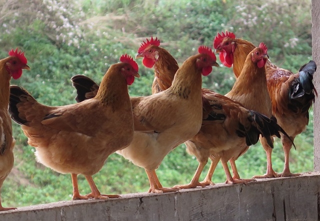 Các THT tại Thái Bình còn đóng vai trò cầu nối phát huy tinh thần đoàn kết cùng nhau phát triển giữa các thành viên (Ảnh minh hoạ/TL)