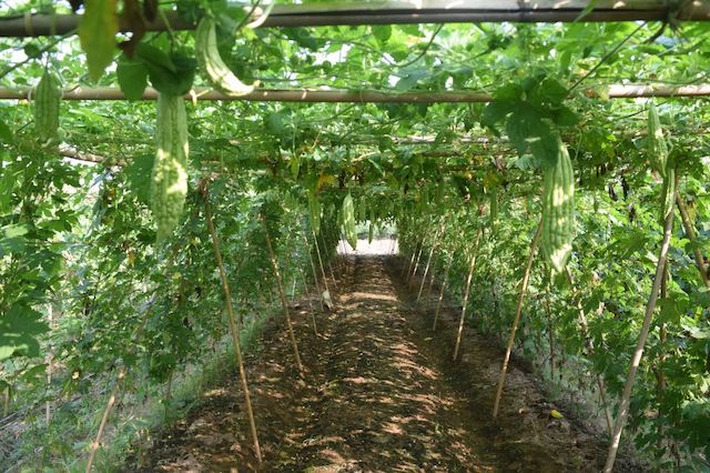 Vườn mướp đắng của một hộ gia đình được sản xuất theo mô hình rau an toàn (Ảnh: TL)