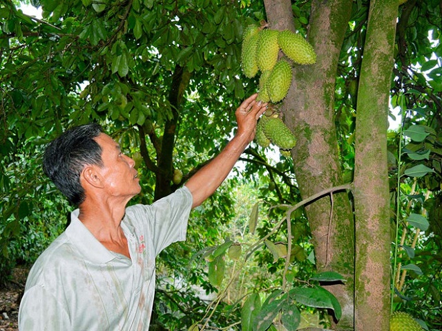 Vườn mãng cầu gai ghép gốc bình bát của ông Vui (Ảnh IT)