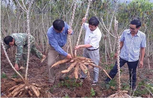 Hình thành chuỗi giá trị cây sắn tại xã