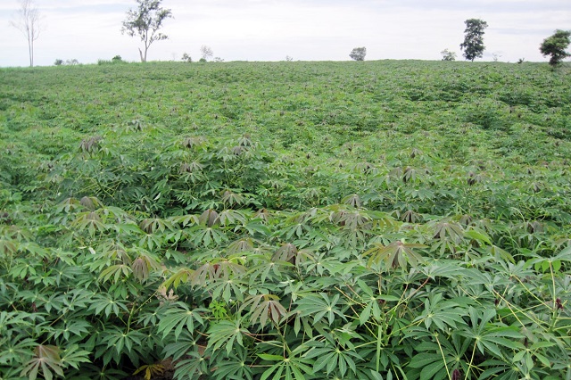 Xã Đức Bình Đông chú trọng chuyển đổi giống sắn mới.