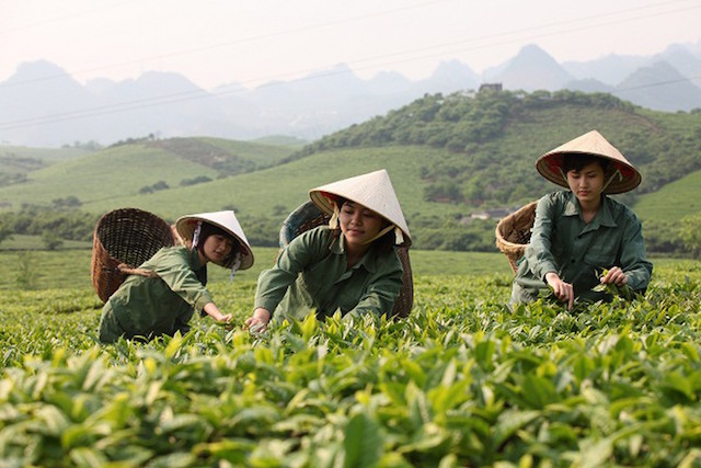 Trung Quốc giảm mạnh thị phần trong tổng xuất khẩu chè của Việt Nam