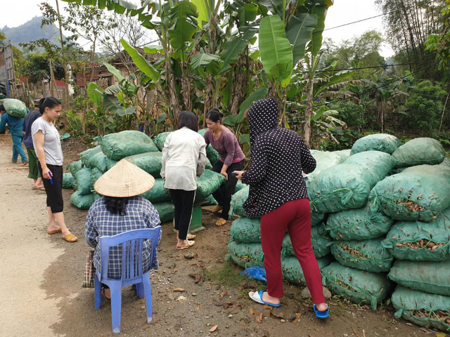 Bà con phấn khởi khi công ty về tận nơi thu mua nghệ