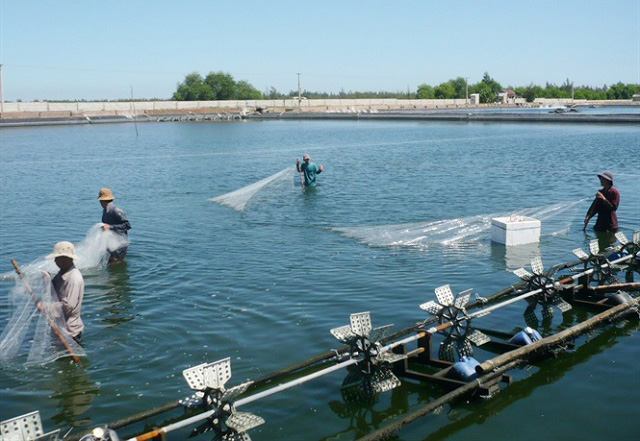Áp dụng tiến bộ khoa học kỹ thuật trong nuôi thuỷ sản của các HTX ở Nam Định giúp tăng năng suất và chất lượng (Ảnh: Tư liệu)