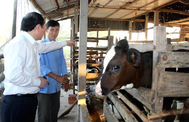 HTX là “đầu mối” kết nối hộ chăn nuôi tham gia chuỗi cung ứng ngành sữa (ảnh: T.Vinh)