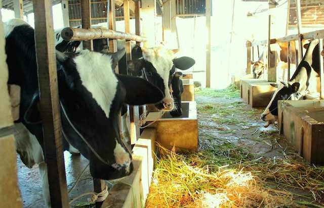 Đàn bò sữa ở huyện Củ Chi đang giảm “lượng”, nâng “chất” (ảnh: T.Vinh)