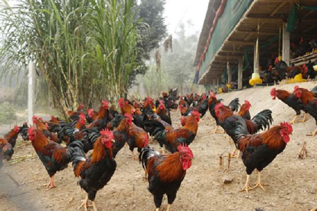 Chuỗi cung ứng thịt gà an toàn của HTX An Phú hoạt động hiệu quả mang lại thu nhập cao cho thành viên (Ảnh: Tư Liệu)