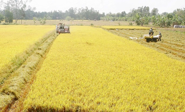 Hầu hết các HTX trên địa bàn tỉnh góp phần đảm bảo hoàn thành tiêu chí số 13 trong bộ tiêu chí xây dựng NTM và tham gia hoàn thành các tiêu chí khác của địa phương (Ảnh: TL)