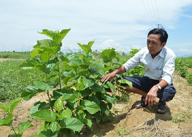 Hồi sinh những triền dâu ở HTX Nông nghiệp Điện Quang (Ảnh: Tư liệu)