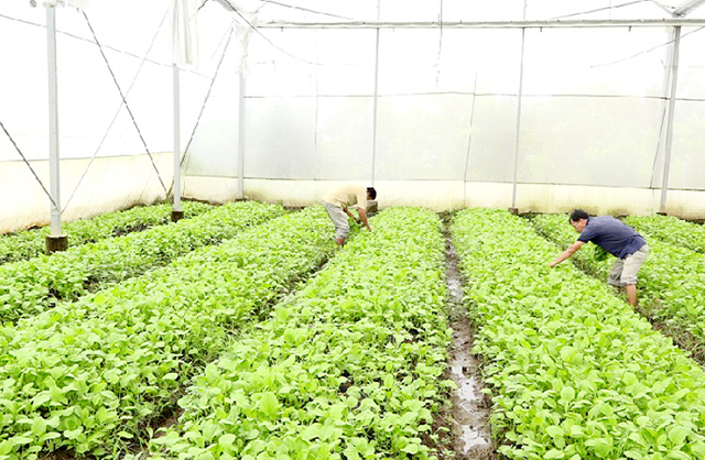 HTX thành công nhờ sản xuất khoa học, chú trọng vệ sinh thực phẩm, bảo vệ môi trường sinh thái.