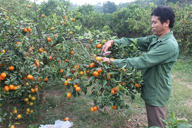 Thu hoạch cam canh ở huyện Như Xuân. (Ảnh CK)