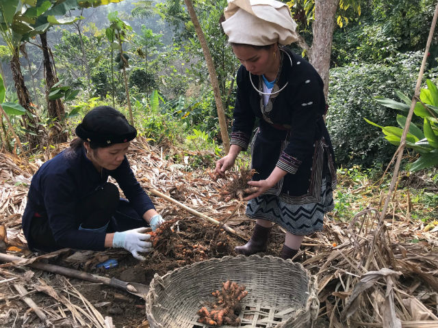 Các thành viên trong THT thu hoạch nghệ