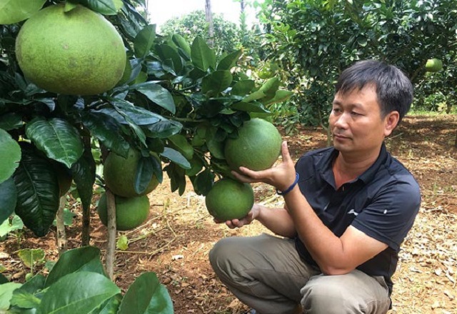 HTX Bù Đốp phát triển trồng bưởi da xanh VietGAP và GlobalGAP để nâng cao thu nhập cho thành viên và người dân (Ảnh: TL)