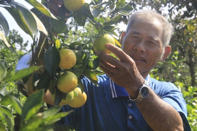 Chuyển đổi sản xuất sang trồng theo hướng hữu cơ, sinh thái giúp nền nông nghiệp thích ứng với biến đổi khí hậu
