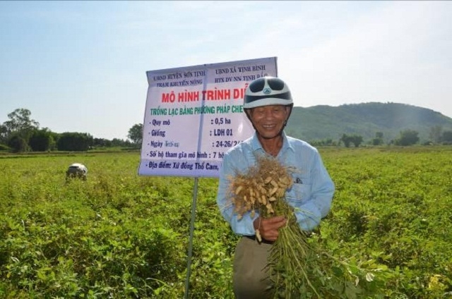 Mô hình trồng lạc bằng phương pháp che phủ bạt” tại xã Tịnh Bắc (Ảnh: Tư liệu)