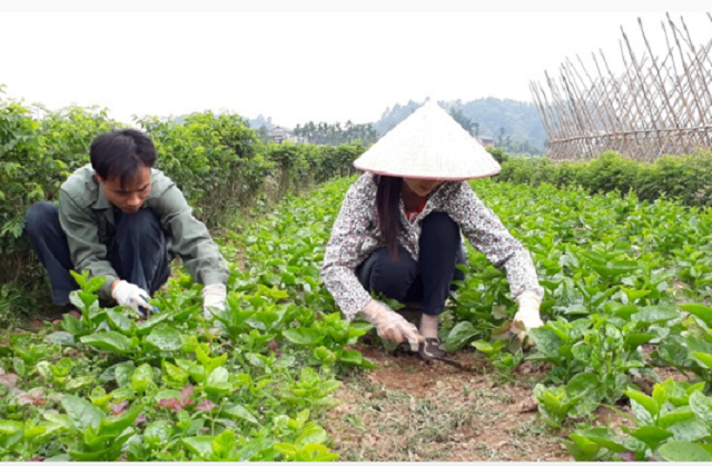 Các thành viên HTX đều tuân thủ nghiêm ngặt các quy trình sản xuất rau an toàn (Ảnh: Tư liệu)