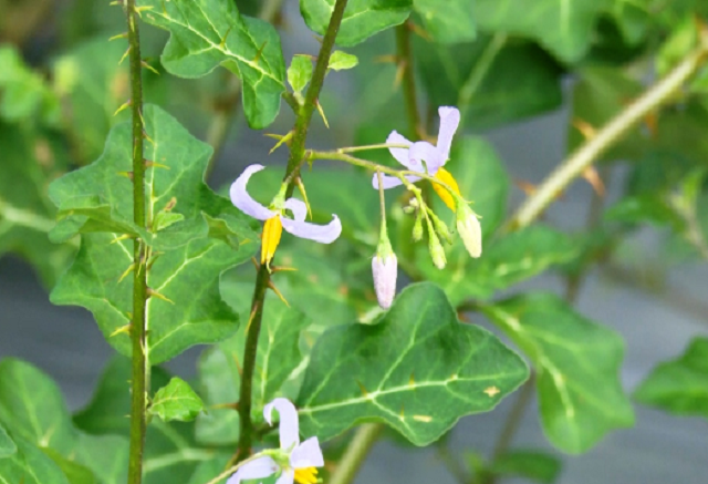 Cây cà gai leo đã mở ra hướng giải quyết việc, nâng cao thu nhập cho người dân Lâm Bình.