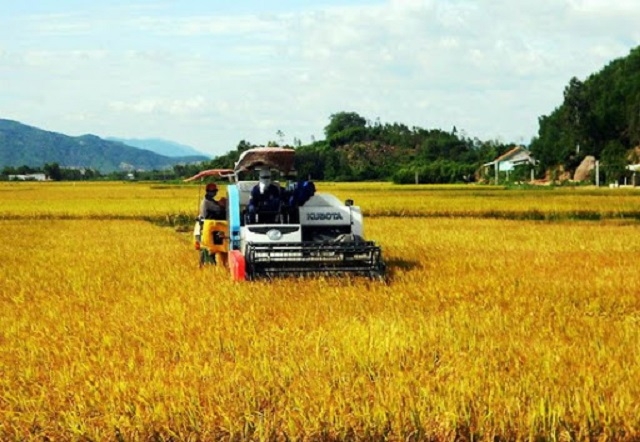 Thu hoạch lúa tại HTX nông nghiệp Phước Hưng (Ảnh: TL)