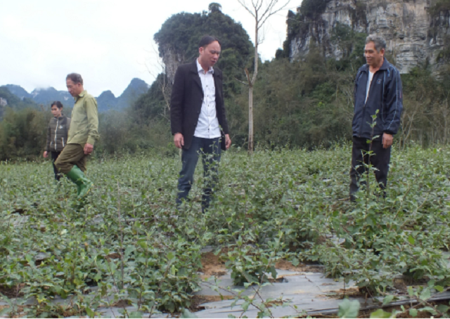 Mô hình trồng cà gai leo tại Lâm Bình giúp nhiều hộ dân thoát nghèo (Ảnh TL)