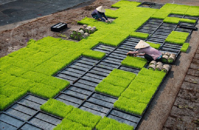 HTX có vai trò quan trọng trong việc thúc đẩy kinh tế xã hội