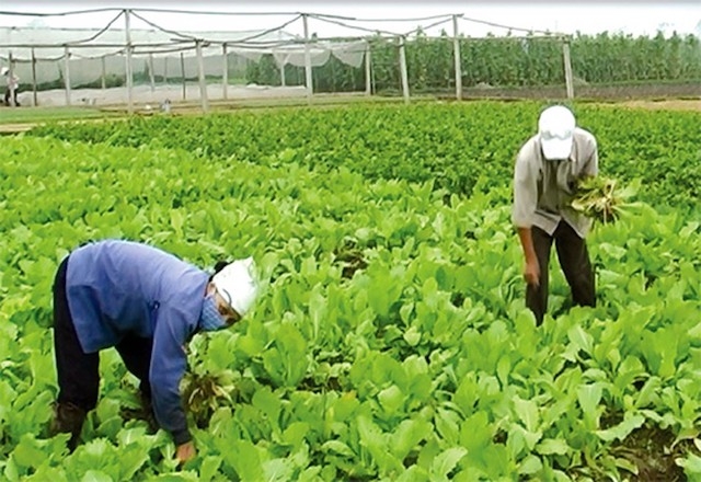 Số lao động làm việc trong khu vực kinh tế tập thể giảm mạnh từ 364.127,7 lao động năm 2010 xuống còn 81.362 lao động năm 2018 (Ảnh minh hoạ: Internet)