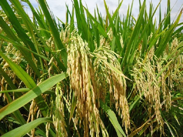 HTX Phước Sơn 1 sản xuất lúa giống để cung cấp cho doanh nghiệp và phục vụ thành viên (Ảnh: TL)