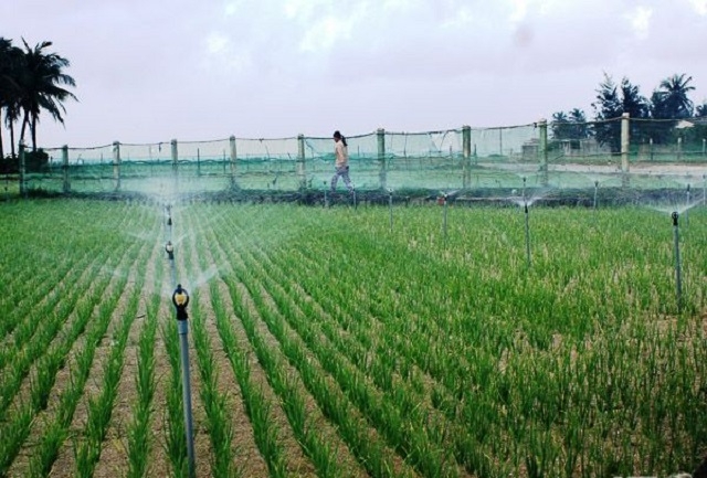 Cây tỏi rộng đầu ra nhờ có chuỗi giá trị hàng hóa