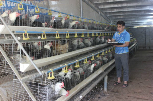 Các vật nuôi của HTX Bảo Hưng đều đạt năng suất cao (Ảnh IT)