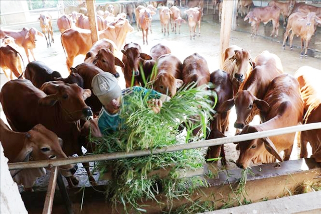 Thành viên HTX đang sống khỏe nhờ nuôi bò theo hướng an toàn (Ảnh TL)