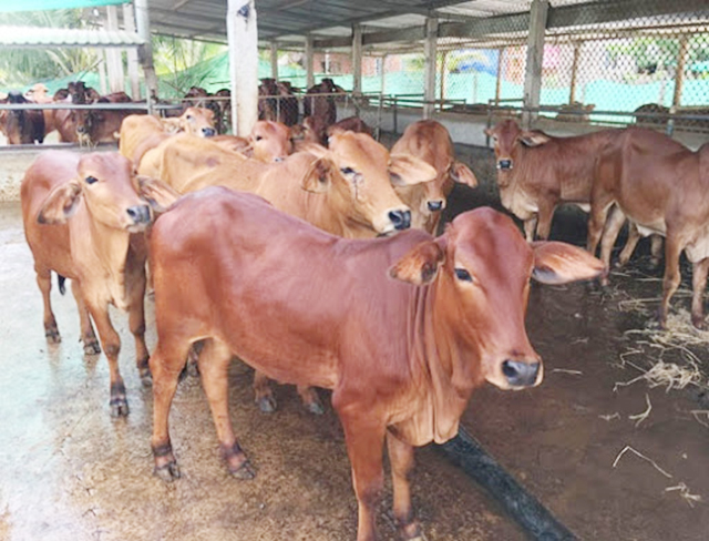 Bên cạnh chăn nuôi an toàn, HTX chú trọng đưa các giống bò chất lượng cao vào phát triển.