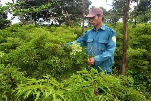 Cây đinh lăng mang đến cơ hội thoát nghèo và làm giàu cho nhiều hộ dân khu vực Tây Nguyên (Ảnh: Tư liệu)