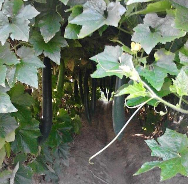 Vườn bí được trồng theo tiêu chuẩn E-VietGAP của HTX Hoàng Hà (Ảnh: TL)