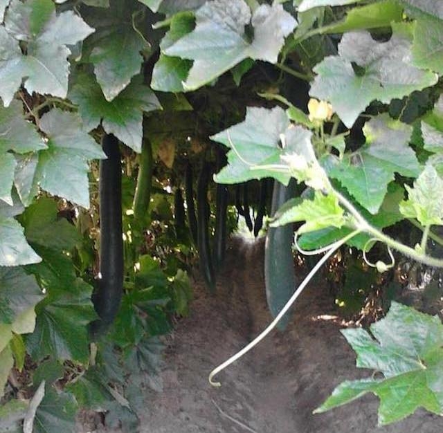 Vườn bí được trồng theo tiêu chuẩn E-VietGAP của HTX Hoàng Hà (Ảnh: TL)