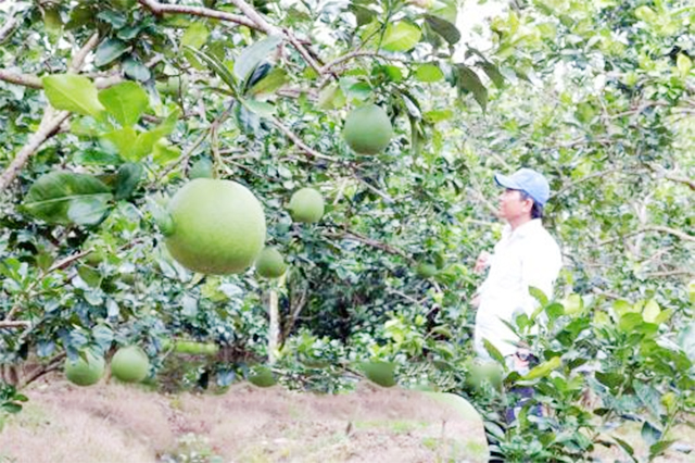 Sau hơn một năm thành lập, HTX đang có những thành công ban đầu rất tích cực (Ảnh Tư liệu)
