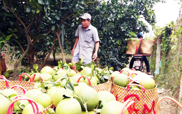 HTX đang tích cực hoàn thiện quy trình sản xuất để thu hút các đối tác lớn (Ảnh TL)