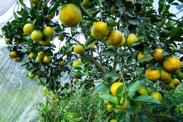 HTX Tân Phương Đông xây dựng được thương hiệu Cam Thượng Lộc nổi tiếng trong và ngoài tỉnh (Ảnh: TL)