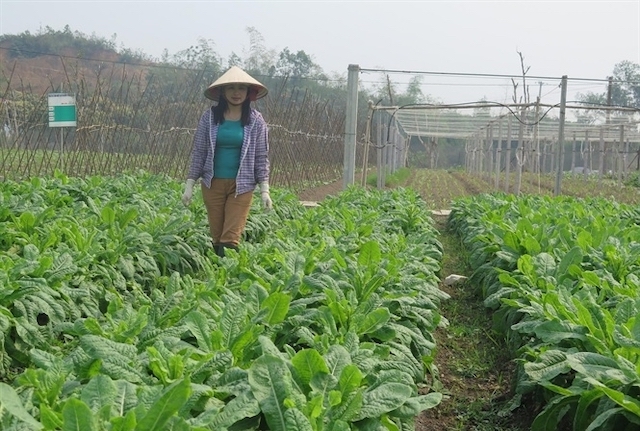 Dù nhiều HTX đã chuyển đổi sản xuất theo quy trình sạch, an toàn nhưng lại chưa có đầu ra ổn định (Ảnh: TL)