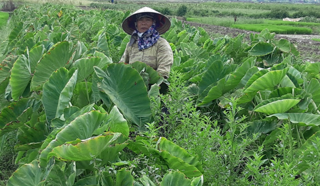 HTX đã đưa giống khoai sọ về cho bà con trồng thử nghiệm