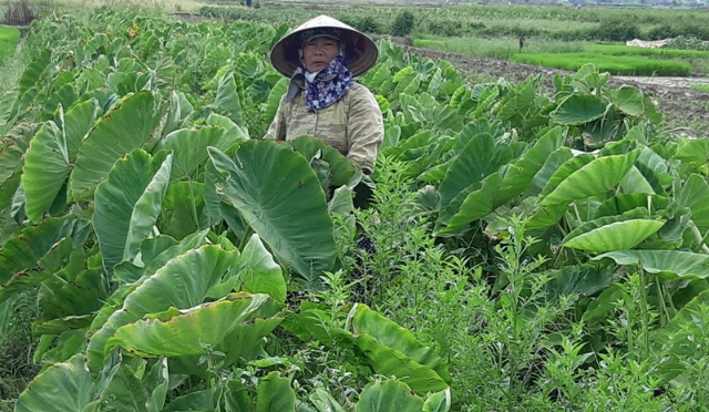 HTX đã đưa giống khoai sọ về cho bà con trồng thử nghiệm