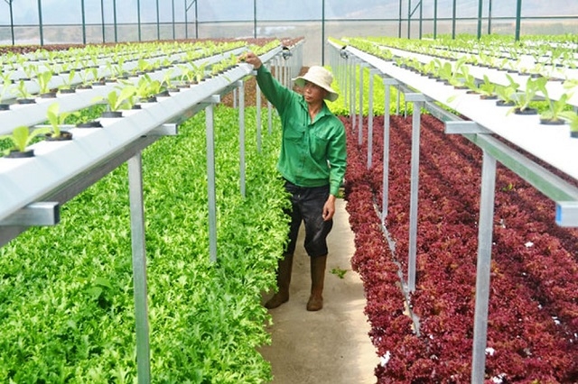 Sản xuất theo hướng VietGAP, hữu cơ, công nghệ cao góp phần thúc đẩy tái cơ cấu ngành nông nghiệp