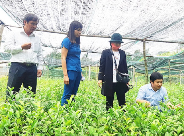 Đại Lộc đang hướng tới sản xuất chè An Bằng liên kết theo chuỗi giá trị gắn với tiêu thụ sản phẩm (Ảnh: Tư liệu)