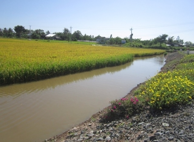 Mô hình sản xuất lúa theo hướng hữu cơ trên đất nuôi tôm xã Hòa Tú 1 mang tính bền vững cao (Ảnh: Tư liệu)