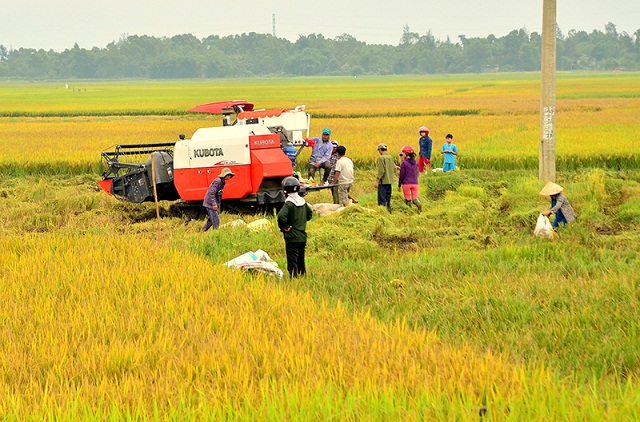 Người dân xã Gio Mỹ gặt lúa trên cánh đồng lớn (Ảnh: Tư liệu)