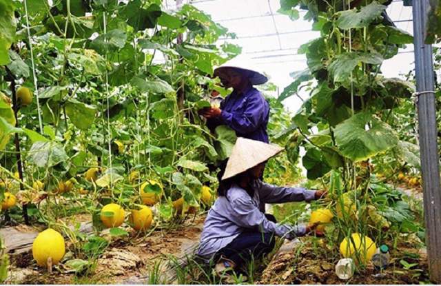 Trồng dưa lưới Nhật trong nhà kính đem lại thu nhập cao cho người dân xã Quang Kim (Ảnh: Tư liệu)