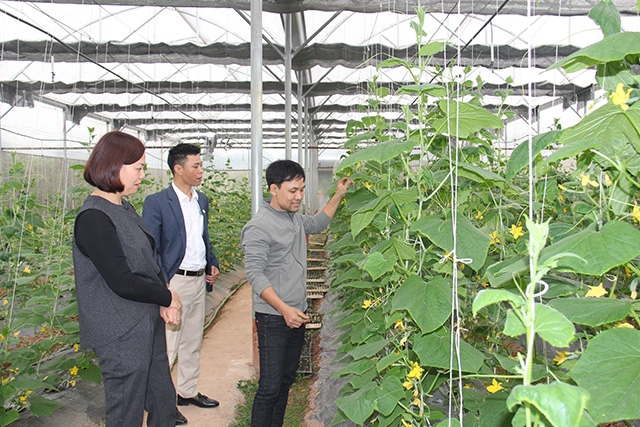 Ứng dụng công nghệ cao trong sản xuất dưa chuột sẽ tăng giá trị để xuất khẩu (Ảnh: Phạm Duy)