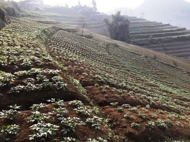 Yên Bái có nhiều tiềm năng phát triển cây dược liệu (Ảnh: Tư liệu)