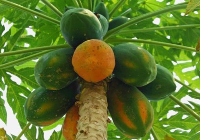 Đu đủ là một trong những sản phẩm hữu cơ của HTX Thanh Tân (Ảnh: TL)