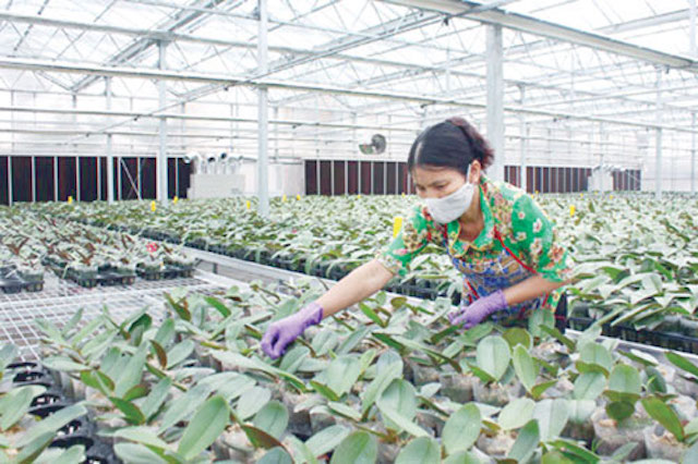 Nhiều HTX nông nghiệp tại Hà Nội đã ứng dụng công nghệ cao trong sản xuất (Ảnh: TL)